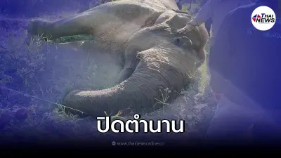 ปิดตำนาน พลายสีดอแดง ช้างป่าชื่อดัง ล้มสิ้นใจแล้ว