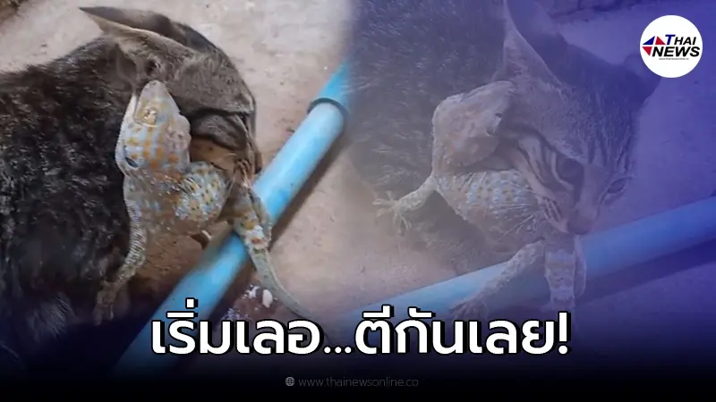 ศึกแห่งศักดิ์ศรี! แมวเหมียว ปะทะ ตุ๊กแก กัดกันอย่างดุเดือด ไม่มีใครยอมใคร ศึกแห่งศักดิ์ศรี! แมวเหมียว ปะทะ ตุ๊กแก กัดกันอย่างดุเดือด ไม่มีใครยอมใคร
