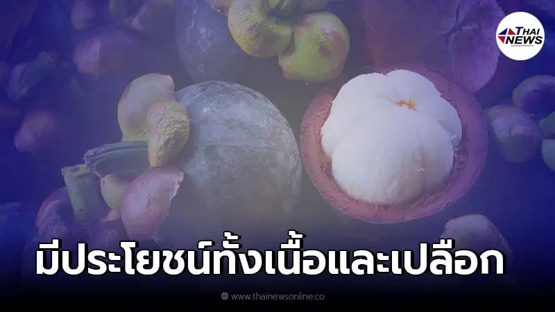 แพทย์แผนไทยชี้ "มังคุด" มีประโยชน์ทั้งเนื้อและเปลือก แพทย์แผนไทยชี้ "มังคุด" มีประโยชน์ทั้งเนื้อและเปลือก
