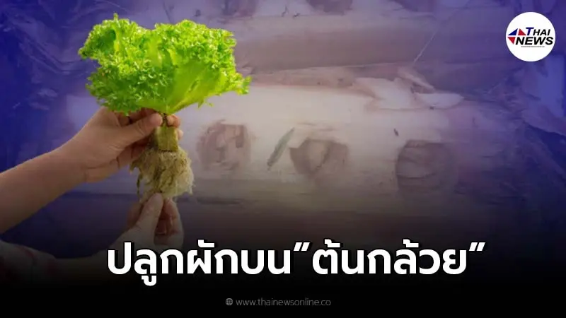 เผยเทคนิค ปลูกผักบนต้นกล้วย ไม่ต้องใช้ปุ๋ยและน้ำ เผยเทคนิค ปลูกผักบนต้นกล้วย ไม่ต้องใช้ปุ๋ยและน้ำ
