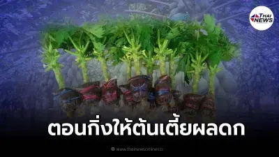 เผยวิธี ตอนกิ่ง"มะละกอ"ให้ต้นเตี้ย ผลดก