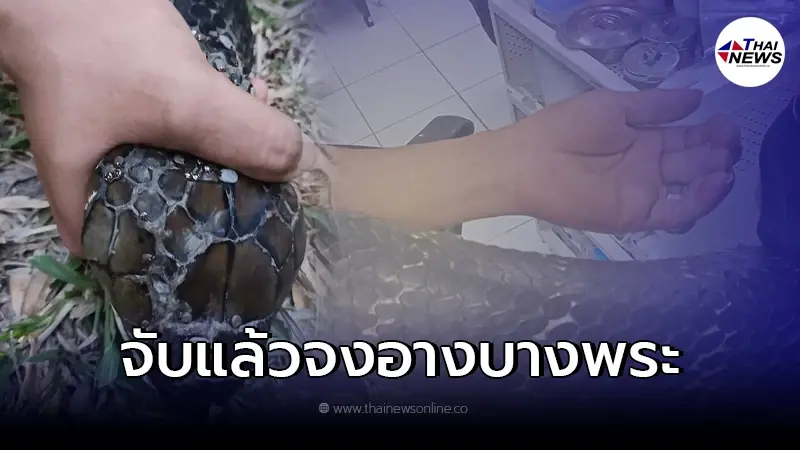 ความคืบหน้า งูจงอางตัวใหญ่ชูคอข้างถนน ล่าสุดจับได้แล้ว ความคืบหน้า งูจงอางตัวใหญ่ชูคอข้างถนน ล่าสุดจับได้แล้ว