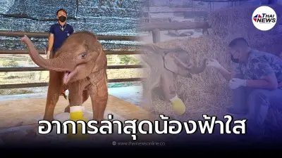 อัพเดทอาการ "น้องฟ้าใส" ลูกช้างป่าถูกบ่วงรัดข้อเท้า โชว์รอยยิ้มสดใส