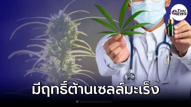 กรมวิทย์ฯ เผยพบสารสกัดช่อดอกกัญชาพันธุ์ไทย มีฤทธิ์ต้านเซลล์มะเร็ง กรมวิทย์ฯ เผยพบสารสกัดช่อดอกกัญชาพันธุ์ไทย มีฤทธิ์ต้านเซลล์มะเร็ง