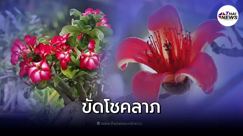 10 ต้นไม้ โบราณว่าห้ามปลูกในบ้าน เป็นต้นไม้อัปมงคล 10 ต้นไม้ โบราณว่าห้ามปลูกในบ้าน เป็นต้นไม้อัปมงคล