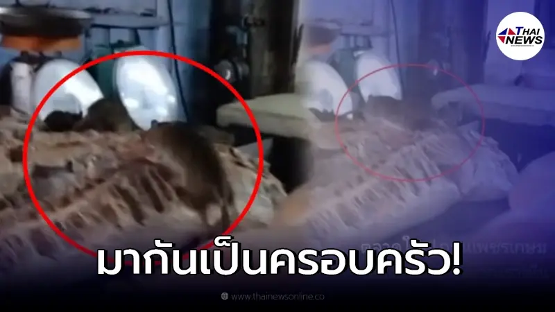 อ้วกแทบพุ่ง! เปิดคลิป "ฝูงหนู" กำลังรุมแทะเนื้อหมูบนแผงตลาดสด อ้วกแทบพุ่ง! เปิดคลิป "ฝูงหนู" กำลังรุมแทะเนื้อหมูบนแผงตลาดสด