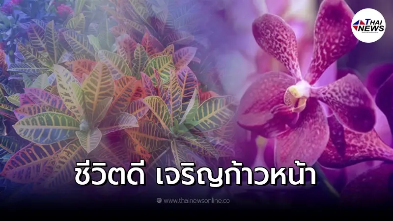 9 ต้นไม้มงคล ปลูกแล้วดี ช่วยเสริมให้ชีวิตเจริญก้าวหน้า มีเงินมีทอง 9 ต้นไม้มงคล ปลูกแล้วดี ช่วยเสริมให้ชีวิตเจริญก้าวหน้า มีเงินมีทอง