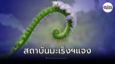 ตรวจสอบแล้ว "น้ำหญ้างวงช้างและอ้อยดำ" รักษามะเร็งปอด ได้หรือไม่?