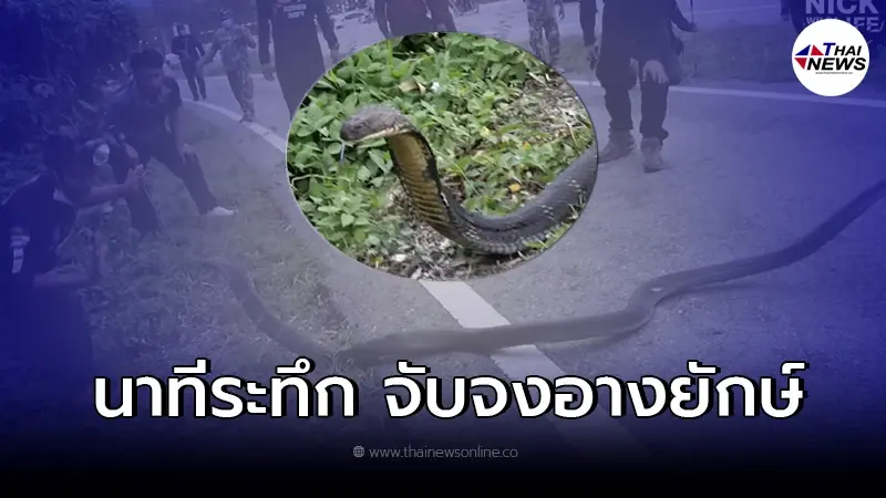 เผยคลิประทึกปฏิบัติการ จับงูจงอางยักษ์บางพระ ไม่ใช่เรื่องง่าย เผยคลิประทึกปฏิบัติการ จับงูจงอางยักษ์บางพระ ไม่ใช่เรื่องง่าย