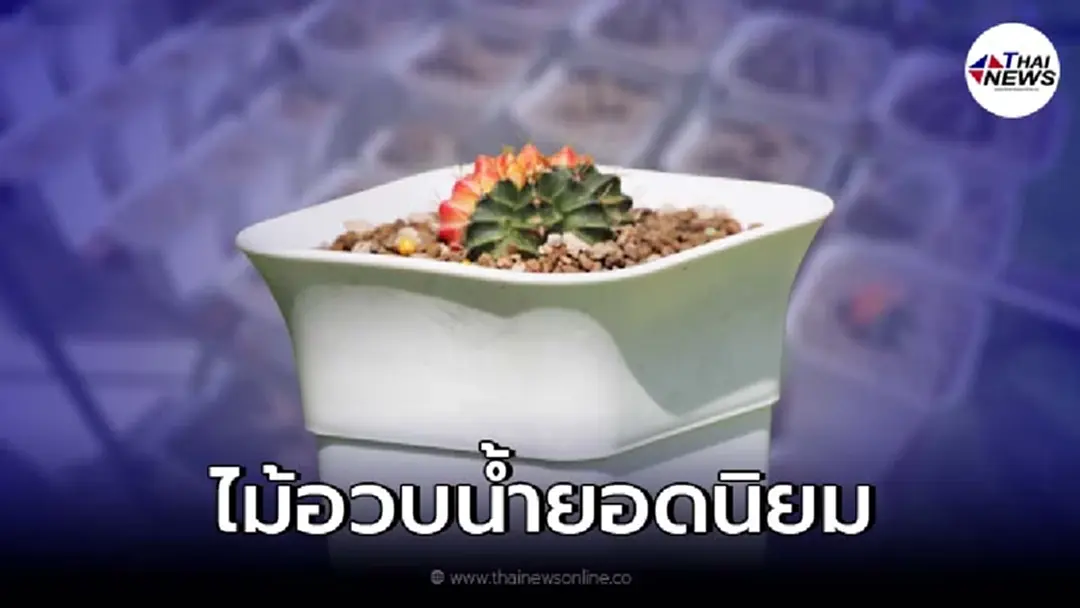 ยิมโนคาไลเซียม สายพันธุ์ไม้อวบน้ำยอดนิยม