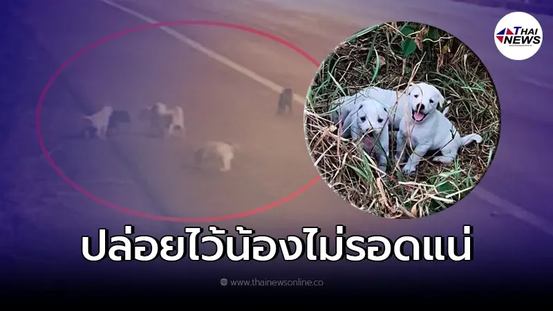 สาวเครียดจัด ประกาศ"หาบ้านให้น้องหมาด่วนที่สุด"หลังเห็นภาพแทบรับไม่ได้