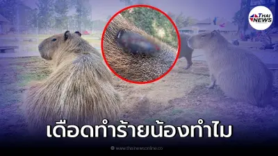 เจ้าของสวนสัตว์เดือด นทท.ทำร้าย "คาปิบาร่า" ต้องแรงขนาดไหนน้องถึงเลือดออก เจ้าของสวนสัตว์เดือด นทท.ทำร้าย "คาปิบาร่า" ต้องแรงขนาดไหนน้องถึงเลือดออก