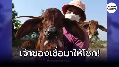 สุดประหลาด ลูกวัว เกิดมา "มีลิ้นสองแฉก" เจ้าของเชื่อมาให้โชค!