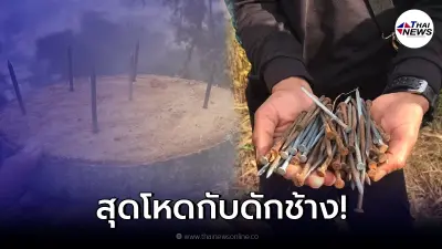 "กับดักช้าง"วางเกลื่อนนับร้อย หลังช้างบุกทำลายสวน ผลร้ายอาจถึงชีวิต "กับดักช้าง"วางเกลื่อนนับร้อย หลังช้างบุกทำลายสวน ผลร้ายอาจถึงชีวิต
