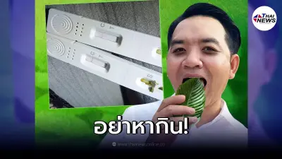 "หมอแล็บแพนด้า" แนะอย่าเคี้ยวใบกระท่อม ก่อนตรวจ ATK แบบน้ำลาย จะเกิดผลลวง