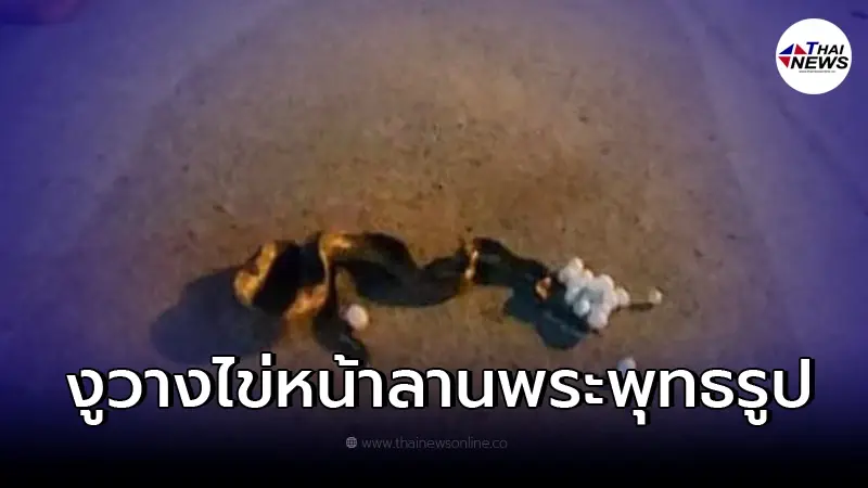 สุดแปลก งูออกมาไข่หน้าลานพระพุทธรูป ชาวเน็ตแห่ส่องเลขเด็ด สุดแปลก งูออกมาไข่หน้าลานพระพุทธรูป ชาวเน็ตแห่ส่องเลขเด็ด