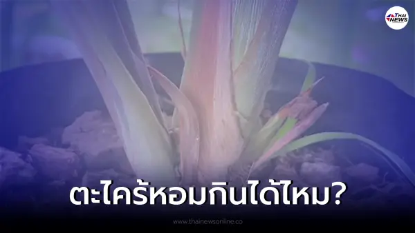ตะไคร้หอม ตะไคร้แกง ต่างกันอย่างไงแล้วกินได้ไหม ตะไคร้หอม ตะไคร้แกง ต่างกันอย่างไงแล้วกินได้ไหม