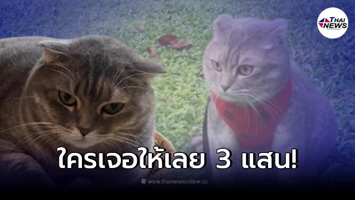 เจ้าของแมวทำใจไม่ได้ น้องมณี หายออกจากบ้าน ประกาศให้สินน้ำใจ 3 แสน