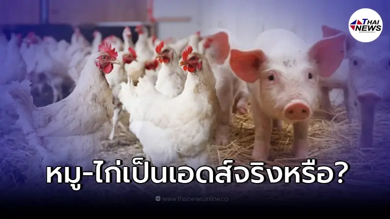 ปศุสัตว์แจงแล้ว หลังสะพัดบริษัทดังปิดข่าว หมู-ไก่เป็นเอดส์ ห้ามกิน 6 เดือน