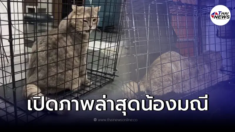 เจอตัว "น้องมณี" แล้ว หลังเจ้าของประกาศตามหา ตั้งเงินรางวัล 3 เเสน เจอตัว "น้องมณี" แล้ว หลังเจ้าของประกาศตามหา ตั้งเงินรางวัล 3 เเสน
