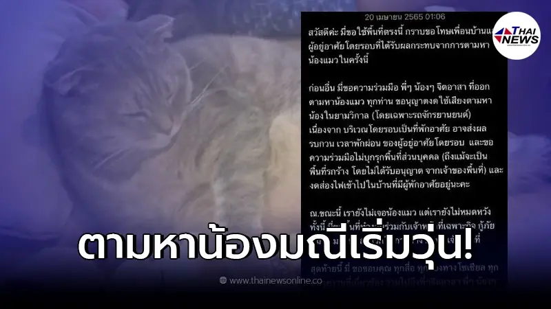 วุ่นหนัก ตามหาแมว "น้องมณี รางวัล 3 แสน" ทำเพื่อนบ้านเดือดร้อน วุ่นหนัก ตามหาแมว "น้องมณี รางวัล 3 แสน" ทำเพื่อนบ้านเดือดร้อน