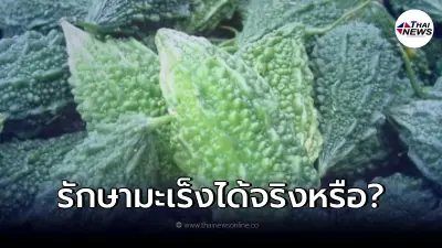 สถาบันมะเร็งฯ แจงหลังว่อนข่าว "น้ำมะระขี้นกร้อน" รักษามะเร็งได้ทุกชนิด สถาบันมะเร็งฯ แจงหลังว่อนข่าว "น้ำมะระขี้นกร้อน" รักษามะเร็งได้ทุกชนิด