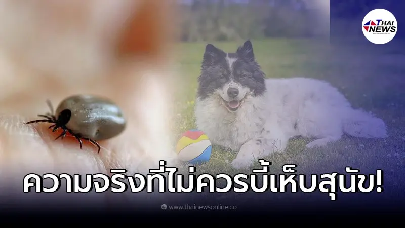 เข้าใจผิดมานาน อ.เจษฎ์ เฉลยความจริง ที่ไม่ควรบี้เห็บสุนัข เข้าใจผิดมานาน อ.เจษฎ์ เฉลยความจริง ที่ไม่ควรบี้เห็บสุนัข