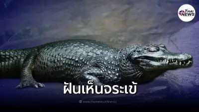 ฝันเห็นจระเข้ โดนจระเข้ทำร้าย ดีหรือไม่ ฝันเห็นจระเข้ โดนจระเข้ทำร้าย ดีหรือไม่