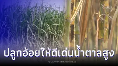 แนะปลูกอ้อยโคลน และลดต้นทุน ให้ลำใหญ่ น้ำหนักดี