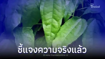 สถาบันมะเร็งฯ แจงความจริงแล้ว "ดื่มน้ำใบย่านาง" รักษามะเร็งได้จริงหรือไม่