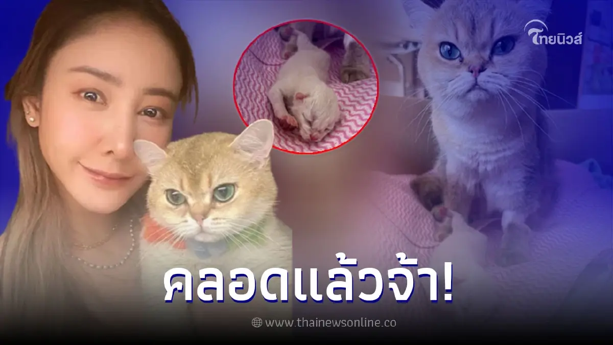 ข่าวดี! "แอนนา" อัพเดทล่าสุด "แบมบี้" แมวสุดรัก "แตงโม" คลอดลูกแล้ว ข่าวดี! "แอนนา" อัพเดทล่าสุด "แบมบี้" แมวสุดรัก "แตงโม" คลอดลูกแล้ว
