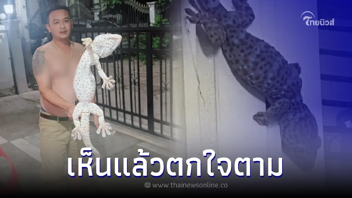 สาวตกใจ เจอแฟนจับตุ๊กแกมาอวด ชาวเน็ตเห็นแล้วขนลุก สาวตกใจ เจอแฟนจับตุ๊กแกมาอวด ชาวเน็ตเห็นแล้วขนลุก