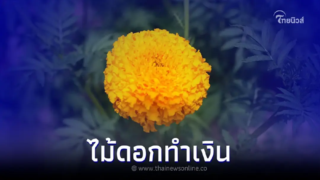 ดาวเรือง ไม้ดอกทำเงิน สานต่ออาชีพการเกษตรเพื่อพลิกชีวิตคนเมือง