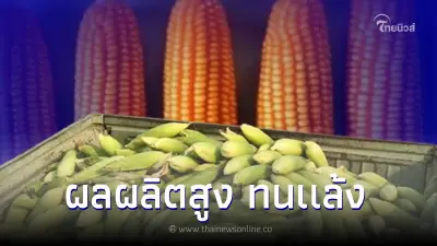 การพัฒนาข้าวโพดสายพันธุ์แท้ สู่"ข้าวโพดเลี้ยงสัตว์ลูกผสม"พันธุ์ดีเด่น NSX152067 ผลผลิตสูง-ทนแล้ง