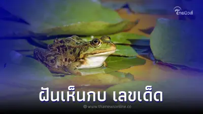 ฝันเห็นกบ ฝันว่าได้จับกบ ฝันเห็นกบเยอะมาก จะมีโชคจริงหรือไม่ ฝันเห็นกบ ฝันว่าได้จับกบ ฝันเห็นกบเยอะมาก จะมีโชคจริงหรือไม่