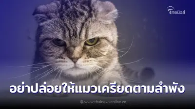 อย่าปล่อยให้แมวเครียดตามลำพัง ความเครียดของแมวที่หลายคนยังไม่เคยรู้