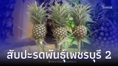 สับปะรดพันธุ์เพชรบุรี 2 ปลูกง่าย ขายได้ราคา แกนเล็ก ตาตื้น น้ำหนักเนื้อแน่น