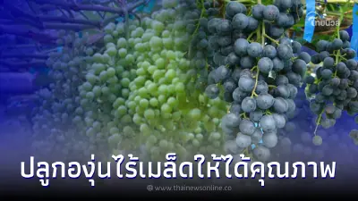 ปลูกองุ่นไร้เมล็ดอย่างไรให้มีคุณภาพ เก็บเกี่ยวครั้งเดียวได้กำไร