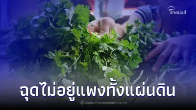 ฉุดไม่อยู่ ผักชี ขึ้นราคาพุ่งสูงขึ้นหลายเท่าตัว