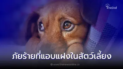 พยาธิภัยซ่อนเร้นที่แอบแฝงในสัตว์เลี้ยงที่เรารัก
