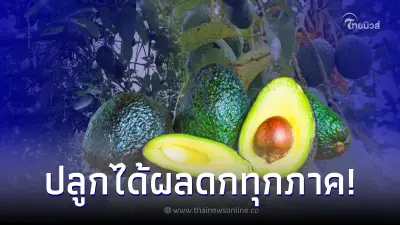 แนะเคล็ดลับ ปลูก”อะโวคาโด” ให้ได้ผลดก ไม่ต้องปลูกบนดอยสูง