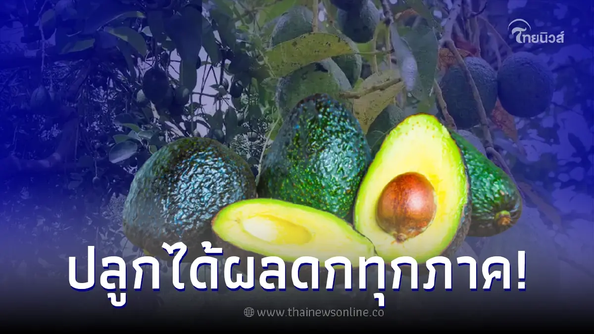 แนะเคล็ดลับ ปลูก”อะโวคาโด” ให้ได้ผลดก ไม่ต้องปลูกบนดอยสูง แนะเคล็ดลับ ปลูก”อะโวคาโด” ให้ได้ผลดก ไม่ต้องปลูกบนดอยสูง