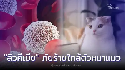 ทำความรู้จัก โรค "ลิวคีเมีย" ภัยร้ายใกล้ตัวหมาแมว