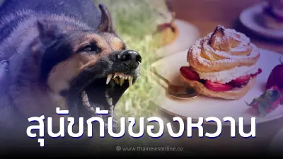 อย่าให้สุนัขกินของหวาน เพราะจะทำให้มันดุ จริงหรือไม่ ?