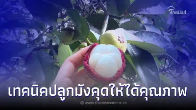 เทคนิค "ปลูกมังคุด" ให้ได้คุณภาพ ส่งออกได้ราคาดี