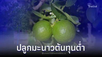 วิธีปลูกมะนาวกระถาง ปลูกง่าย ต้นทุนต่ำสร้างรายได้ดี