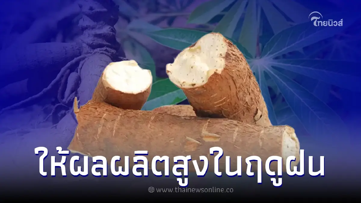 แนะมันสำปะหลังลูกผสม ให้ผลผลิตสูงและปรับตัวได้ดีกับสภาพแวดล้อม แนะมันสำปะหลังลูกผสม ให้ผลผลิตสูงและปรับตัวได้ดีกับสภาพแวดล้อม