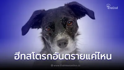 รู้หรือไม่ น้องหมาน้องแมวสามารถเป็นฮีทสโตรกได้