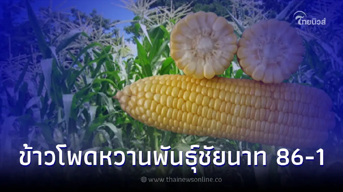 ข้าวโพดหวานพันธุ์ชัยนาท 86-1 ให้ผลผลิตสูง ปลูกได้ทุกฤดู สู้ทุกสภาพแวดล้อม ข้าวโพดหวานพันธุ์ชัยนาท 86-1 ให้ผลผลิตสูง ปลูกได้ทุกฤดู สู้ทุกสภาพแวดล้อม