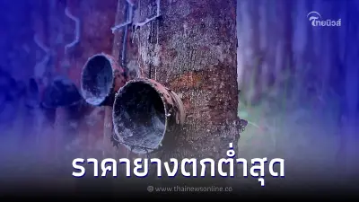 ราคายางพาราดิ่ง ตกตํ่าในรอบเดือนชาวสวนยางโอด ราคายางพาราดิ่ง ตกตํ่าในรอบเดือนชาวสวนยางโอด
